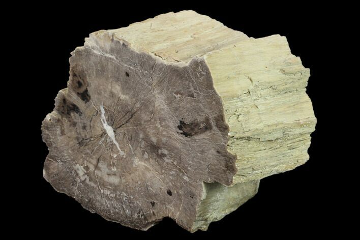 Polished Petrified Wood Limb Section - Arizona #159711